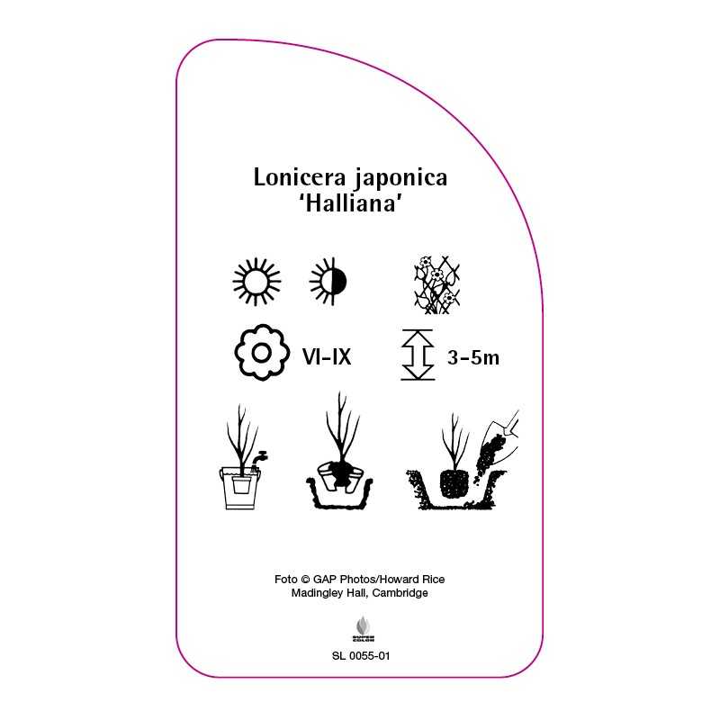 lonicera-japonica-halliana-0