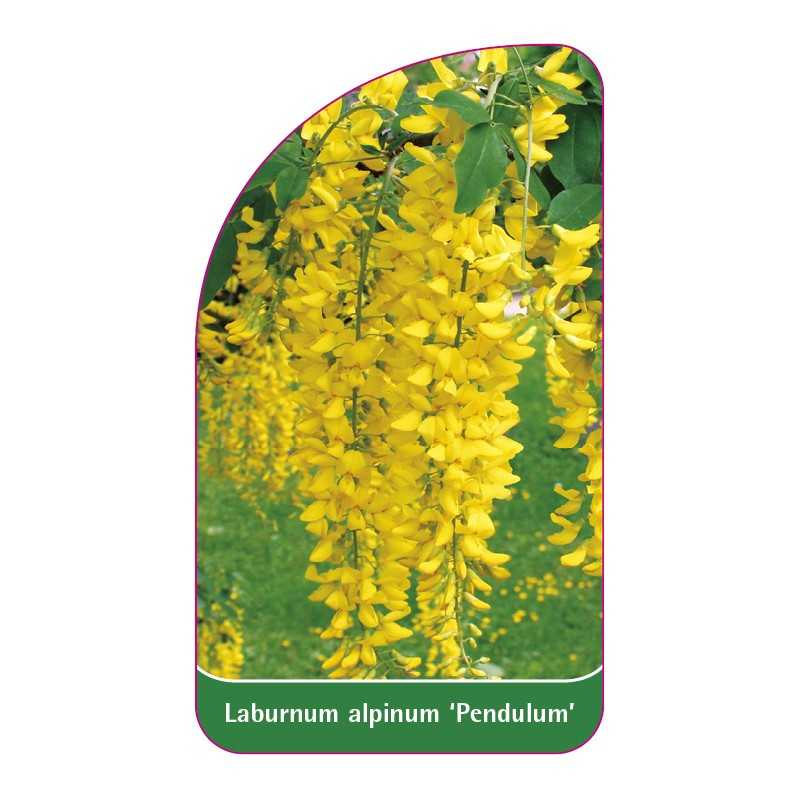 laburnum-alpinum-pendulum-1