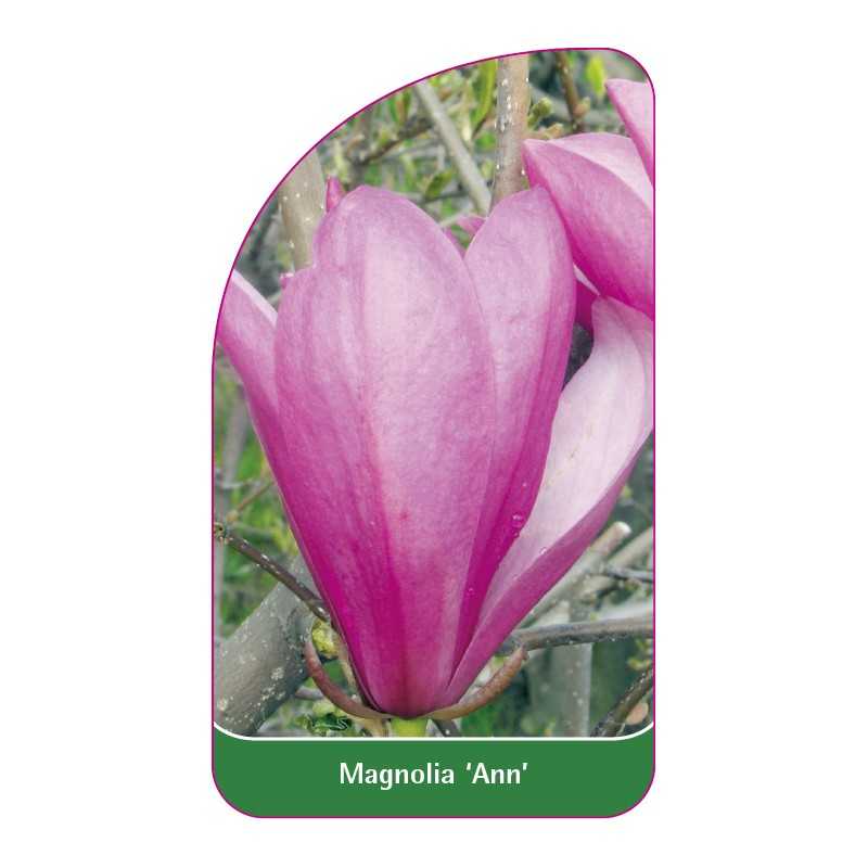 magnolia-ann-1