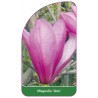 magnolia-ann-1