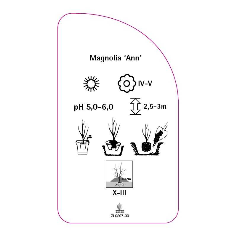 magnolia-ann-0
