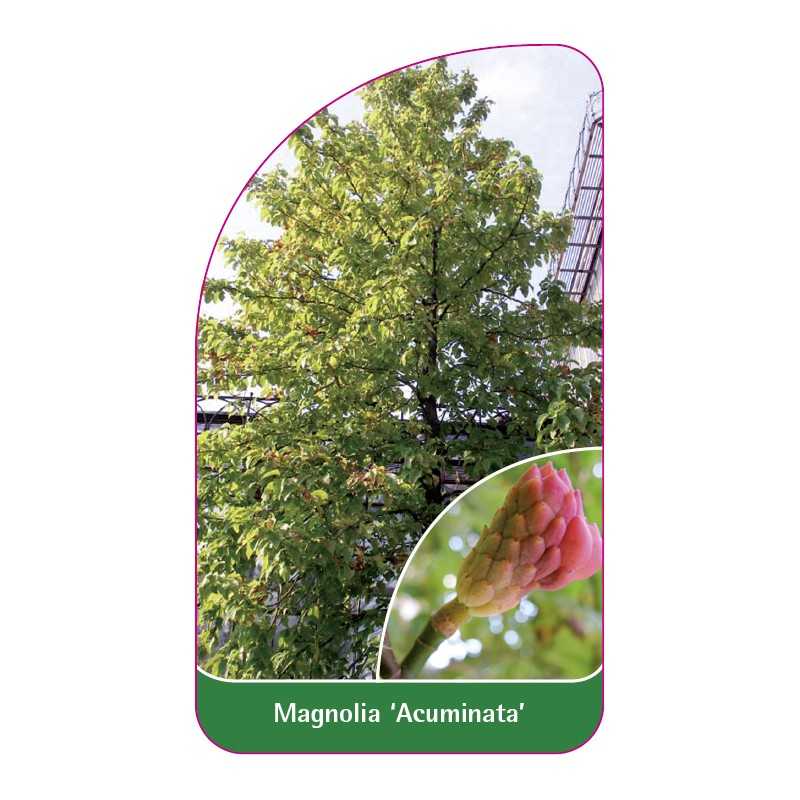 magnolia-acuminata1
