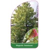 magnolia-acuminata1