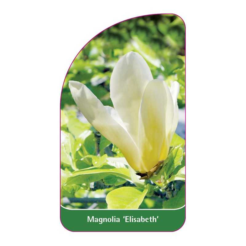 magnolia-elisabeth-1