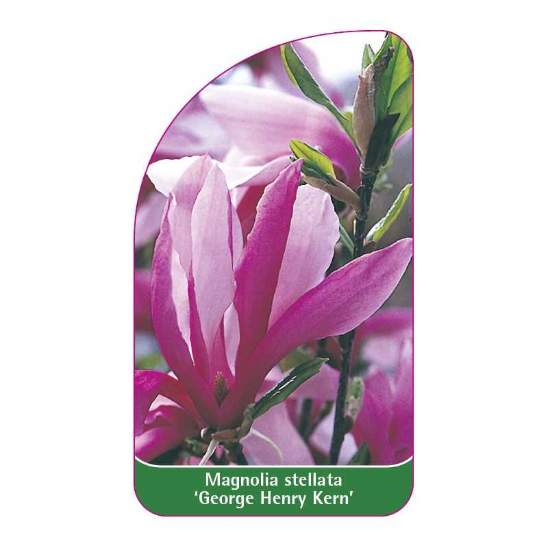 magnolia-george-h-kern-1