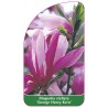 magnolia-george-h-kern-1