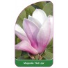 magnolia-hot-lips-1