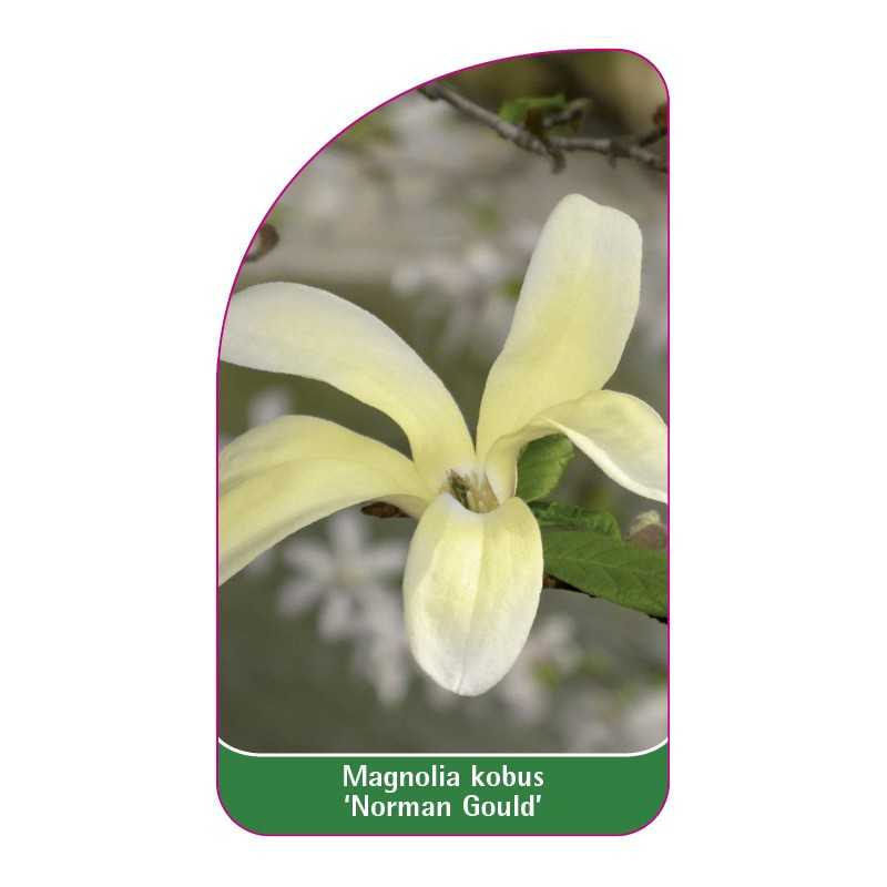 magnolia-kobus-norman-gould-1