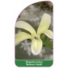 magnolia-kobus-norman-gould-1