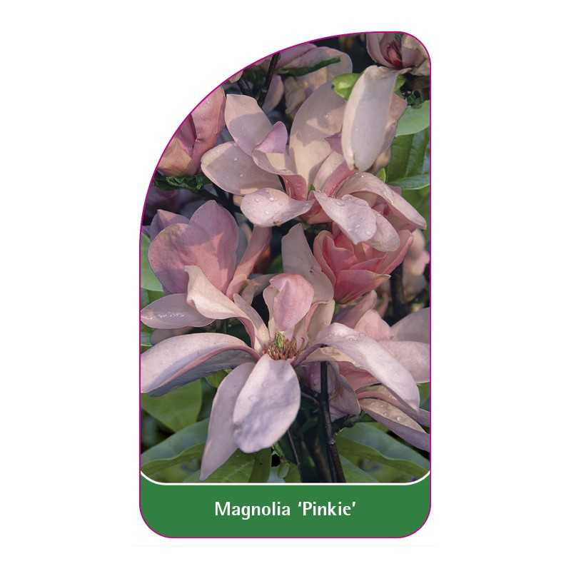 magnolia-pinkie-1