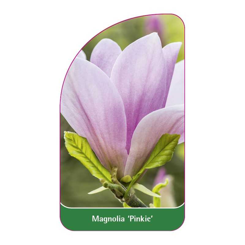 magnolia-pinkie-b1