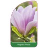 magnolia-pinkie-b1