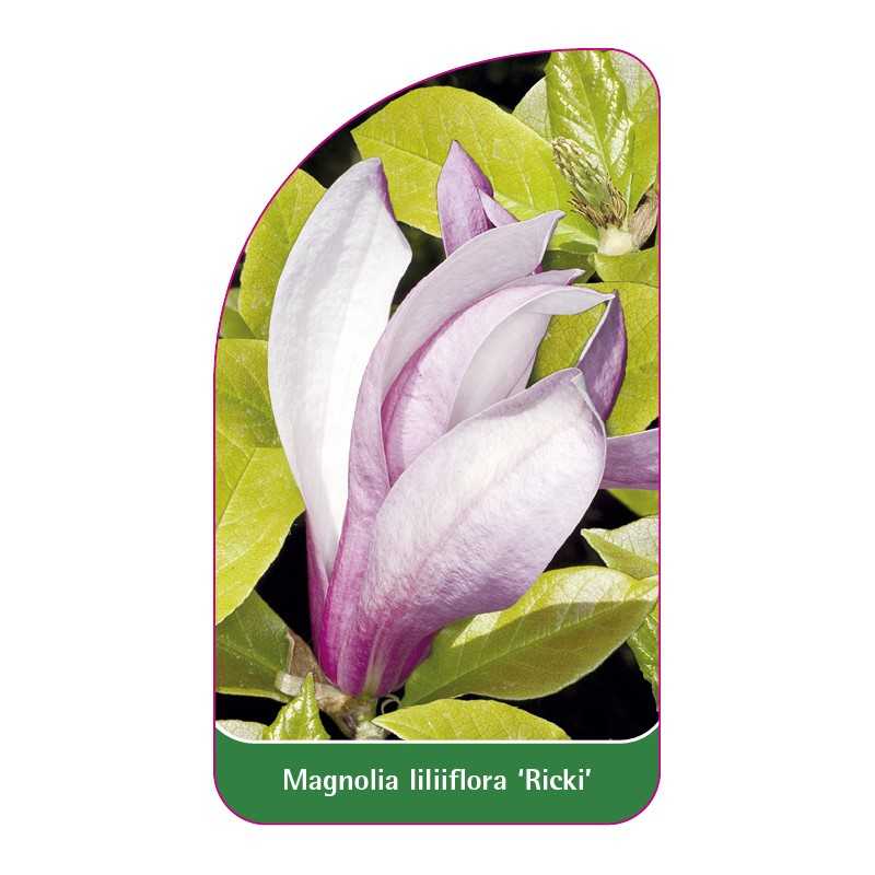 magnolia-liliflora-ricki-1