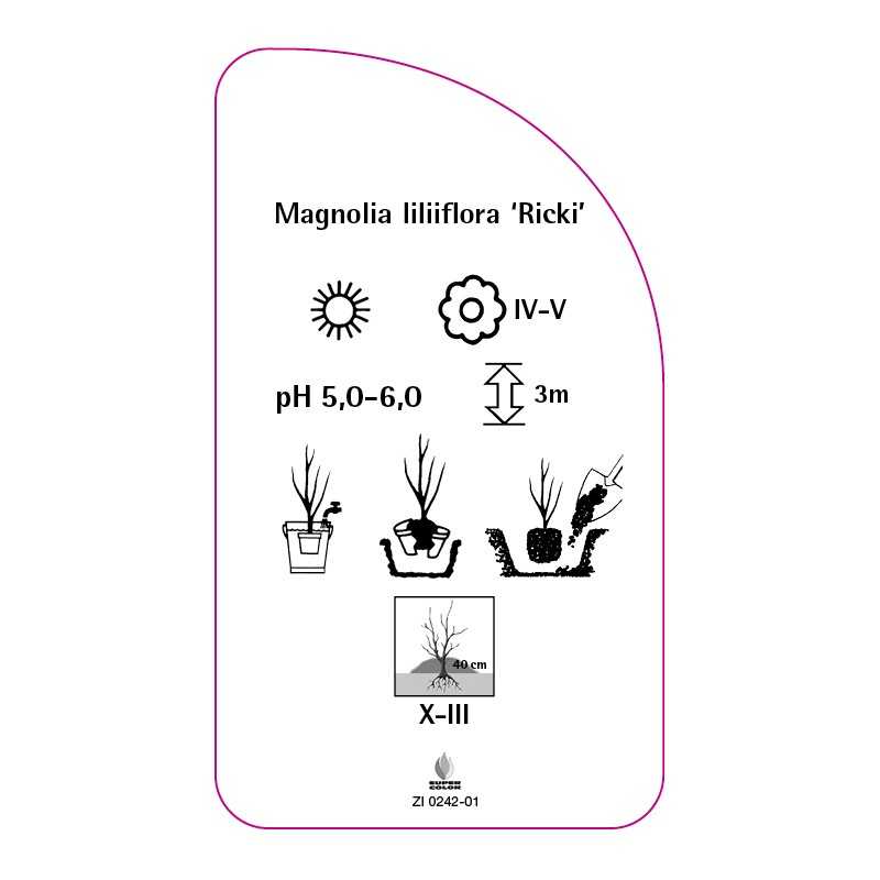 magnolia-liliflora-ricki-0
