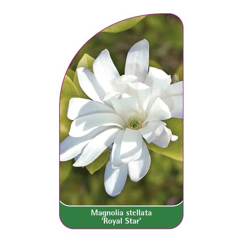 magnolia-stellata-royal-star-1