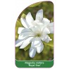 magnolia-stellata-royal-star-1