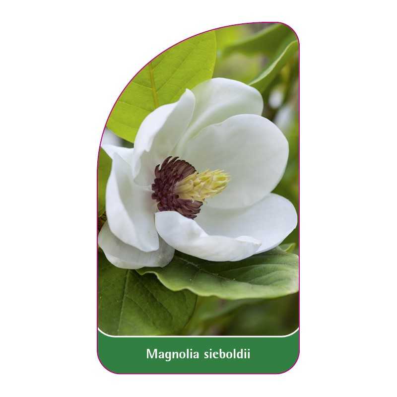 magnolia-sieboldii1