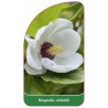 magnolia-sieboldii1