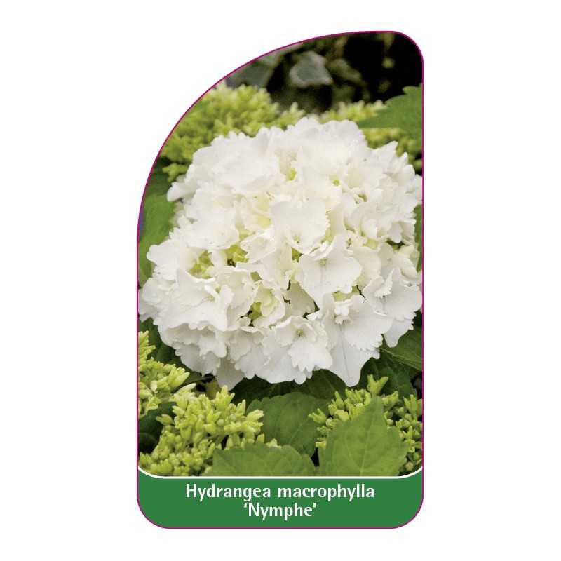 hydrangea-macrophylla-nymphe-1