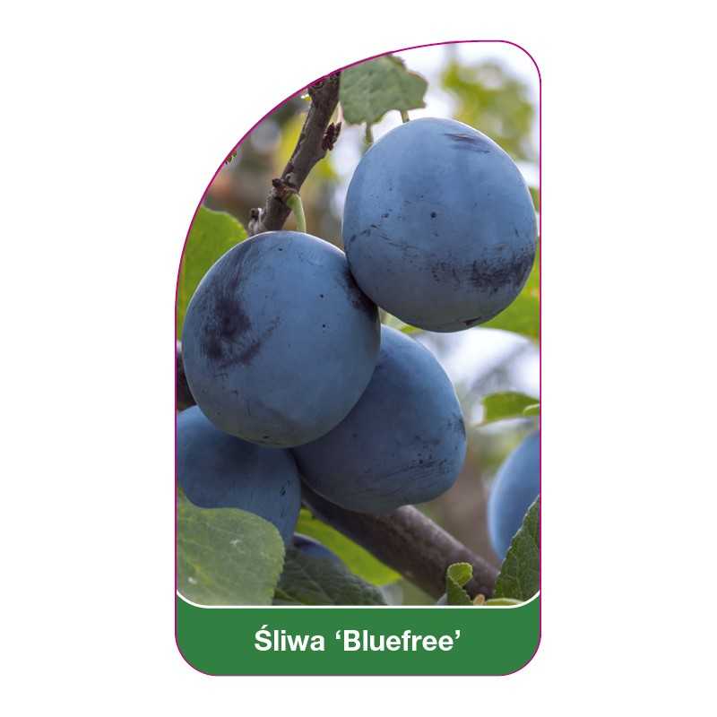 sliwa-bluefree-1