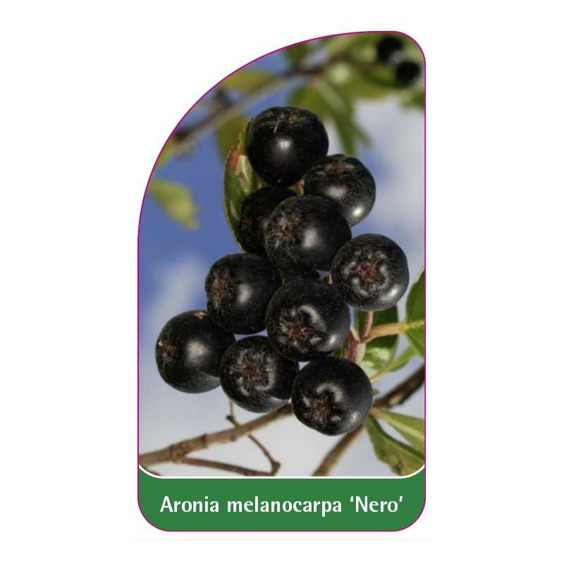 aronia-melanocarpa-nero-1