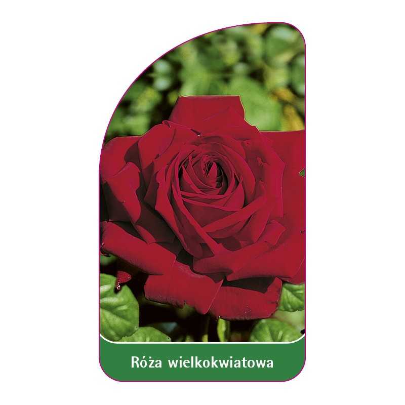 roza-wielkokwiatowa-215-standard1
