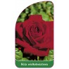 roza-wielkokwiatowa-215-standard1