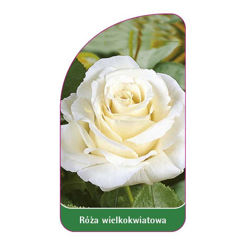roza-wielkokwiatowa-221-b-standard1