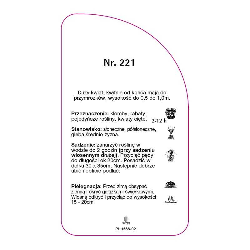 roza-wielkokwiatowa-221-b-standard0