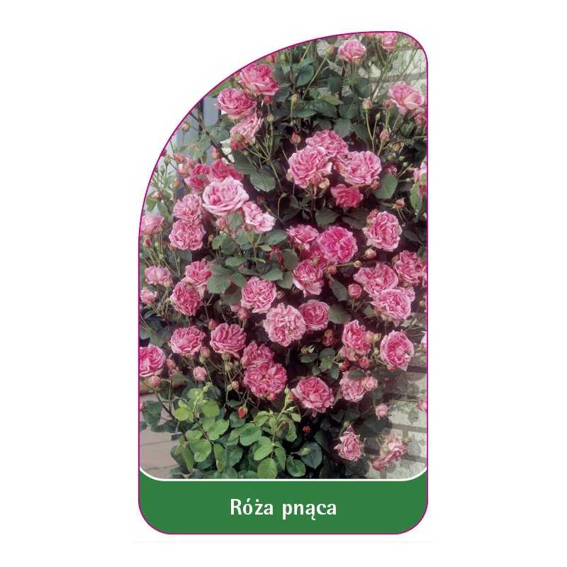 roza-pnaca-314-b-standard1