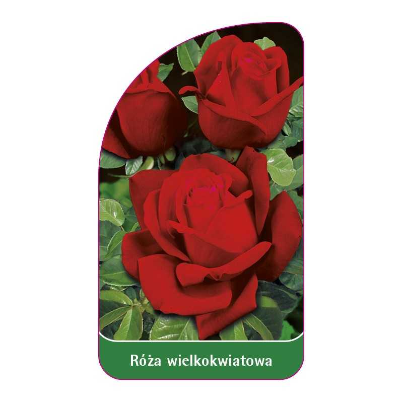 roza-wielkokwiatowa-224-standard1