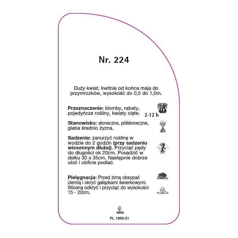 roza-wielkokwiatowa-224-standard0