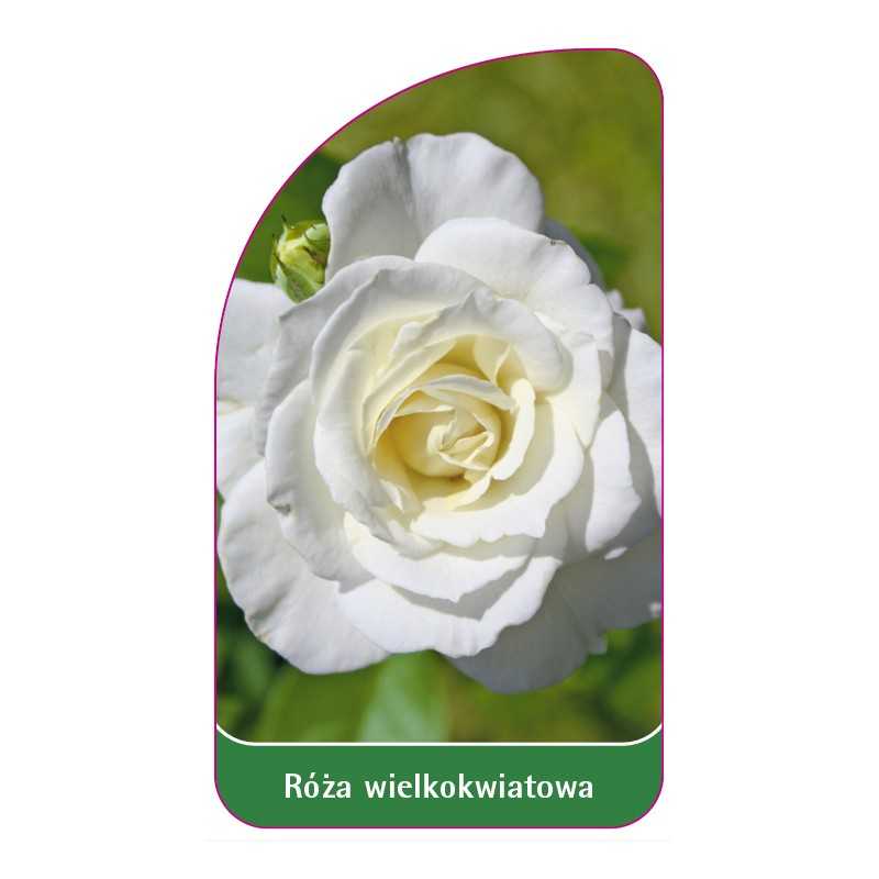 roza-wielkokwiatowa-221-a-standard1