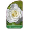 roza-wielkokwiatowa-221-a-standard1