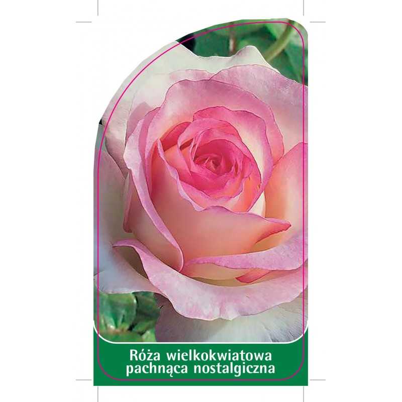 roza-wielkokwiatowa-pachnaca-w31