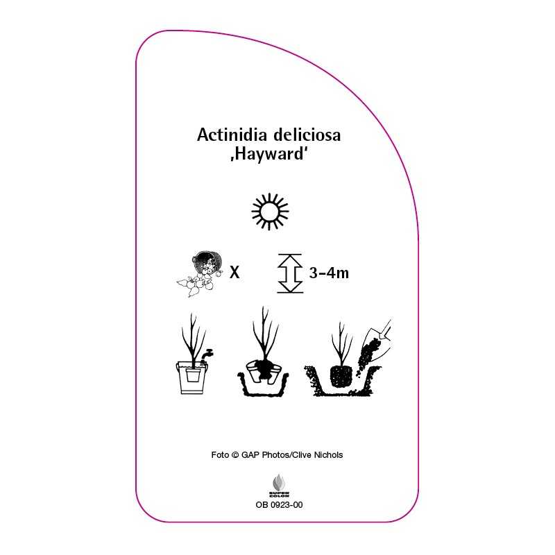 actinidia-deliciosa-hayward-0