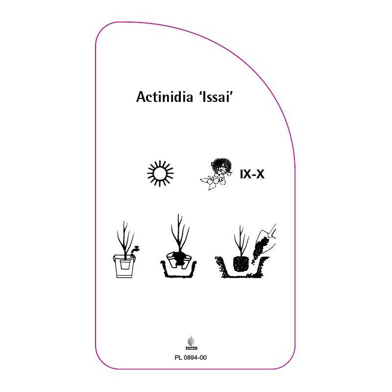 actinidia-issai-a0