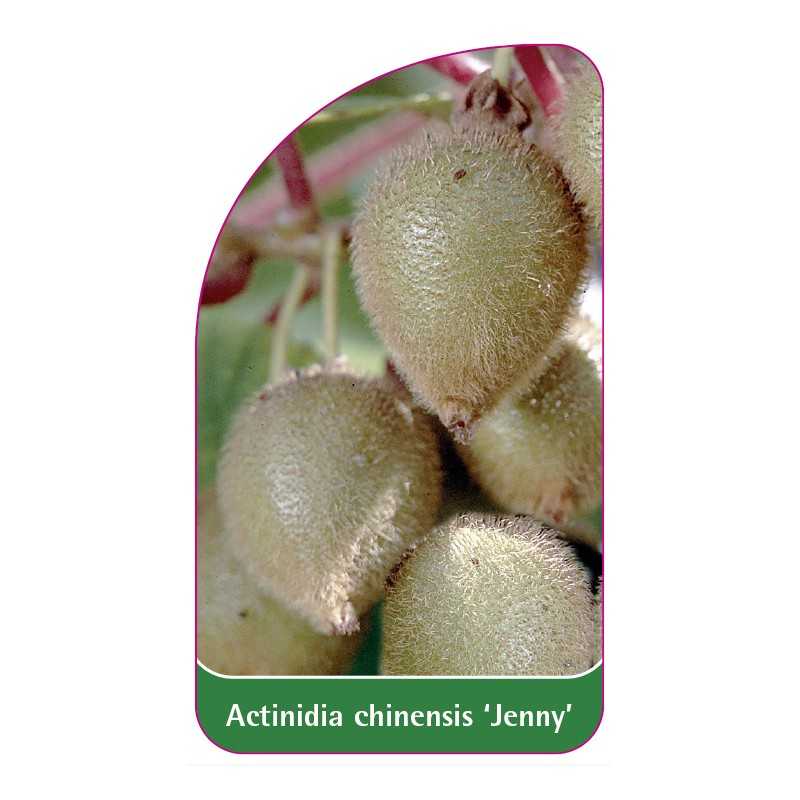 actinidia-chinensis-jenny-1
