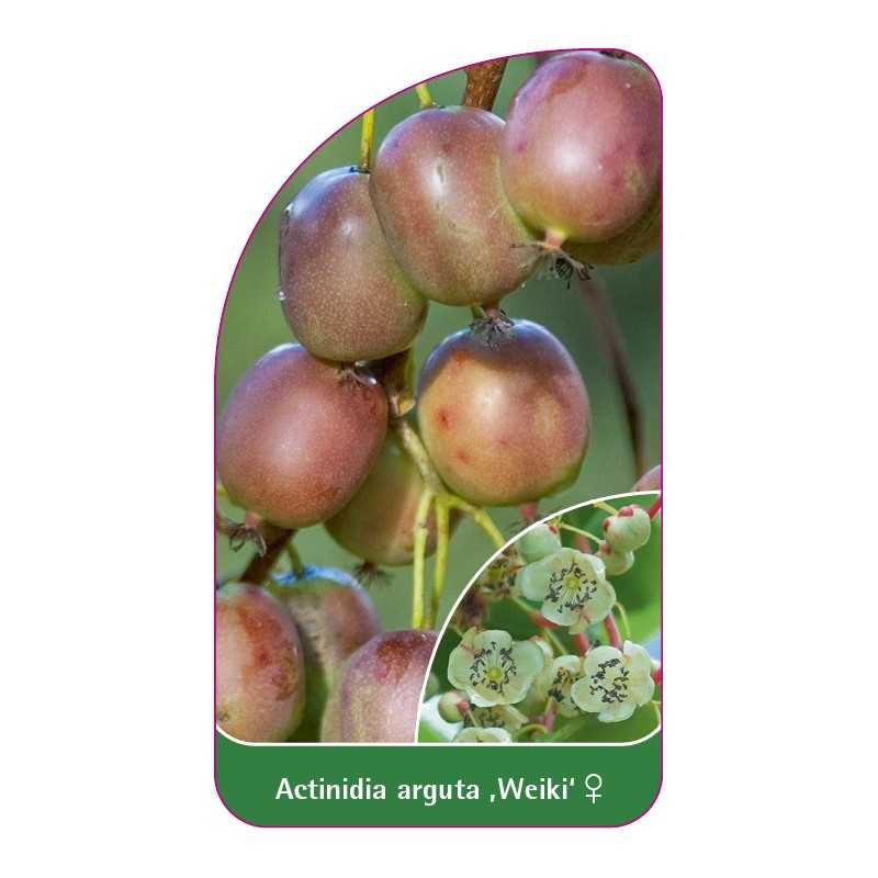 actinidia-arguta-weiki-1
