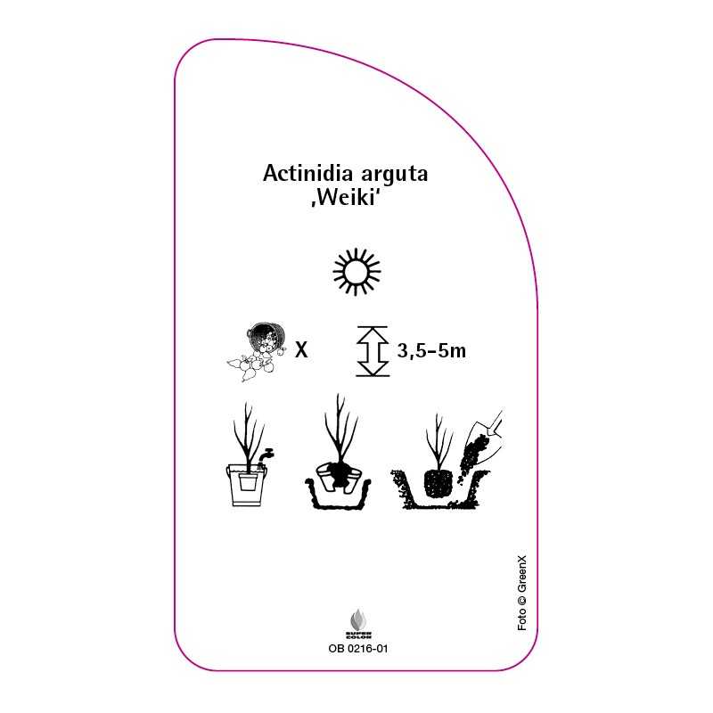 actinidia-arguta-weiki-0