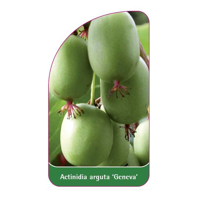 actinidia-arguta-geneva-1