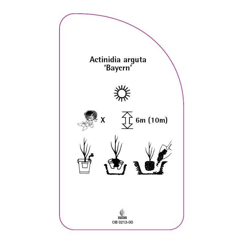 actinidia-arguta-bayern-0