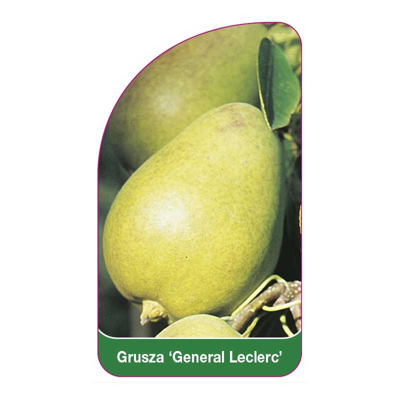 grusza-general-leclerc-1