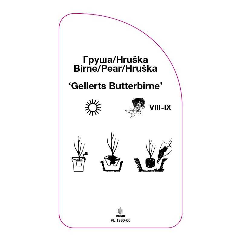 grusza-gellerts-butterbirne-0