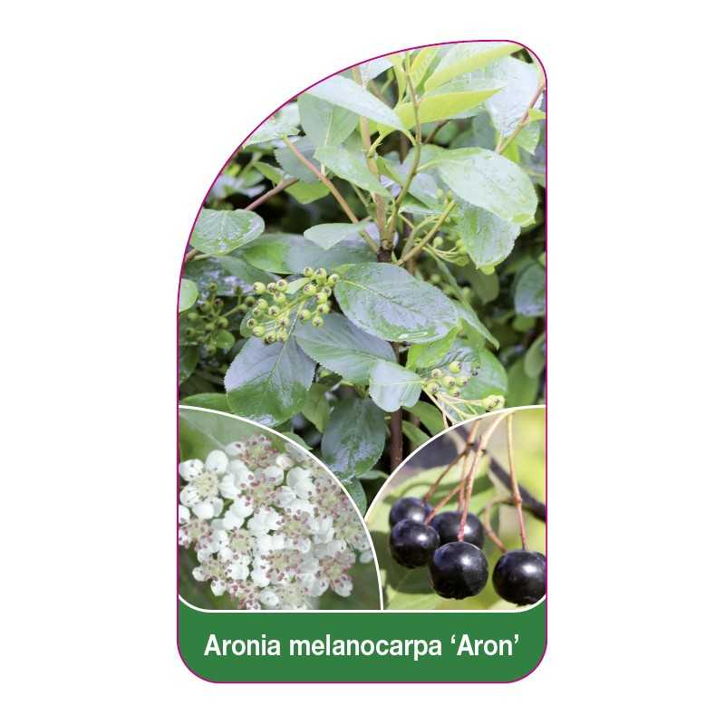 aronia-melanocarpa-aron-1