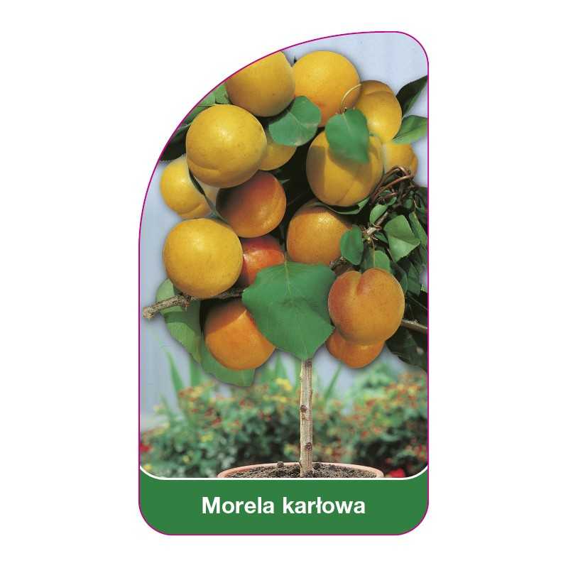 morela-karlowa1