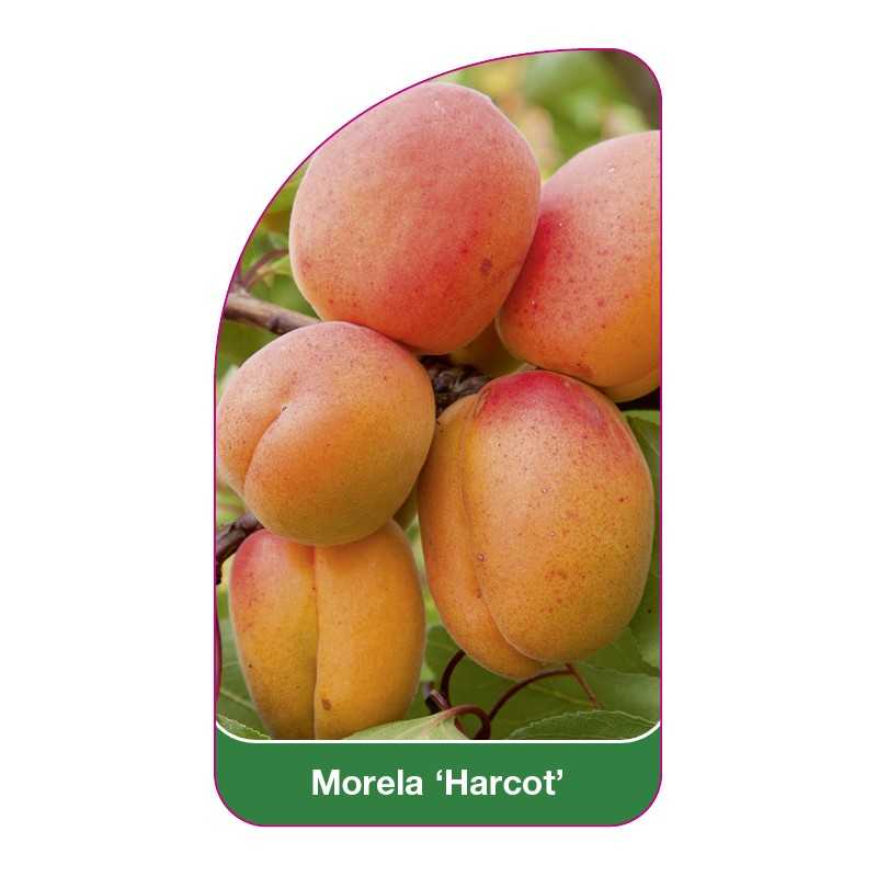 morela-harcot-b1