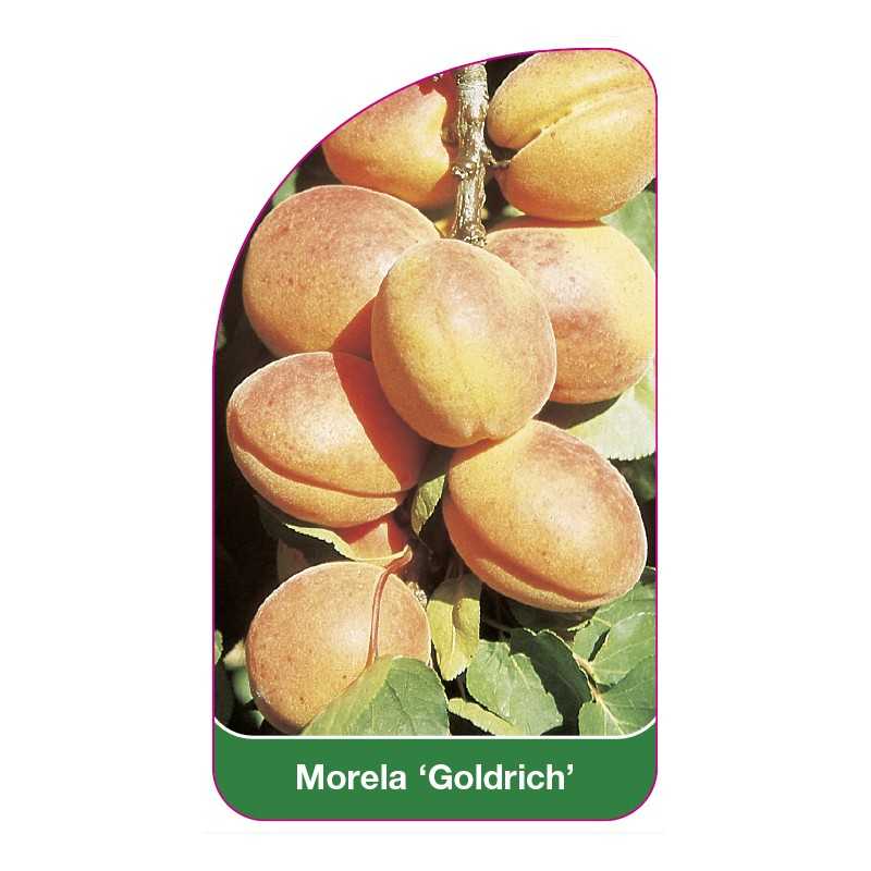 morela-goldrich-1