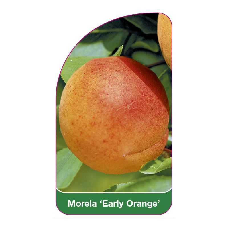 morela-early-orange-1