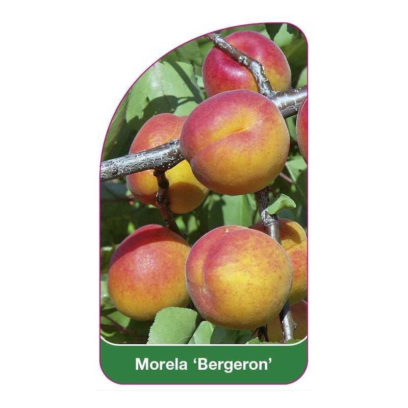 morela-bergeron-1